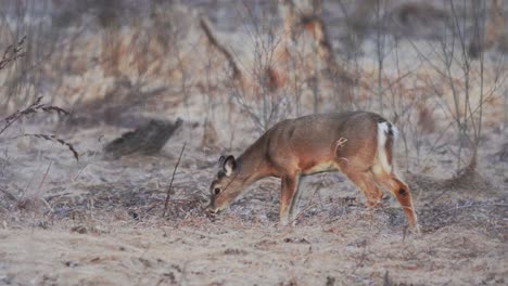 Small-deer-eating-in-the-bush