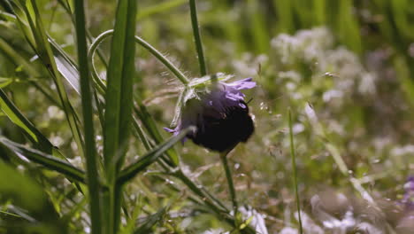 bumblebee on a purple flower