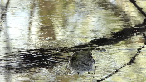 Nature-wildlife-brown-bird-searching-for-food-on-a-floating-trunk-and-flew-off