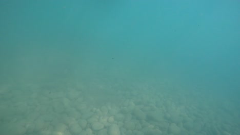 pov with action cam man walking inside sea and diving in