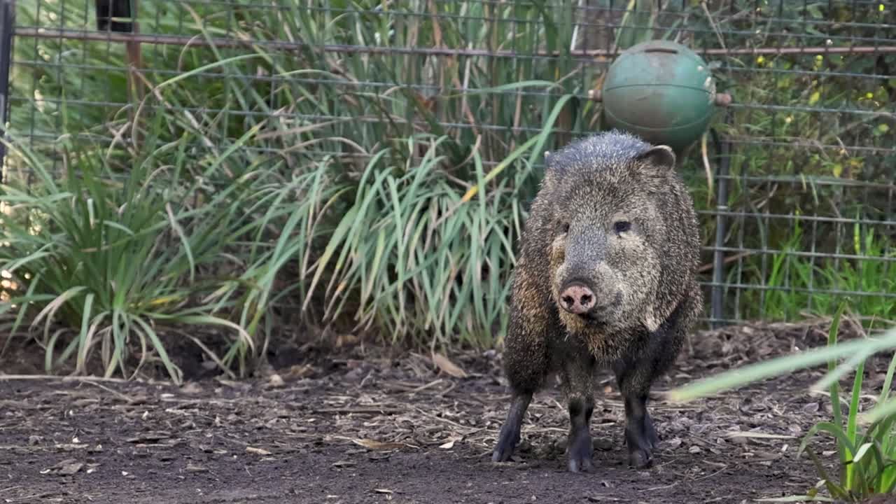 Et halsbåndsvildsvin står opmærksomt, før det vender sig for at gå i dets naturalistiske zoo-habitat.