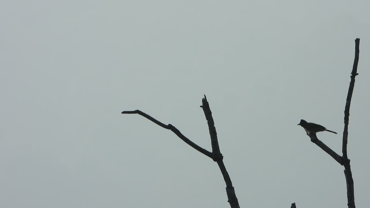 red vented bulbul bird in tree and flaying