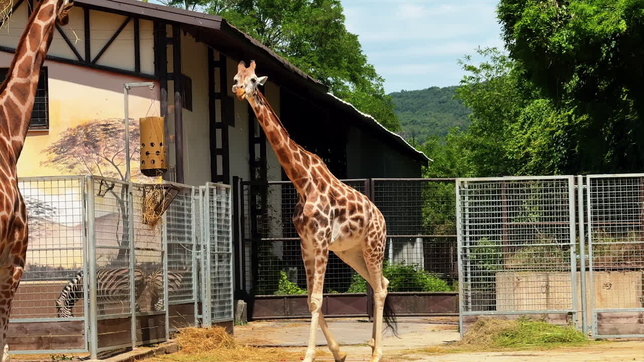 Giraffe walking in an outdoor enclosure. A giraffe strolls through a sunlit outdoor enclosure surrounded by trees and a fenced area in the background