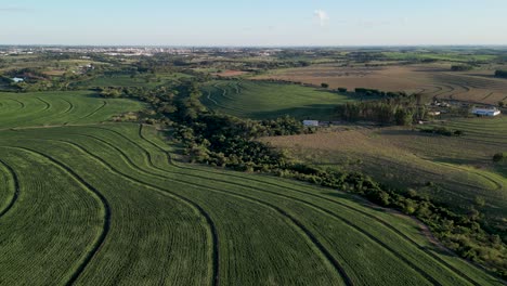 aerial view going forward of a huge soybean plantation field in the countryside of sao paulo - typical agriculture region of brazil