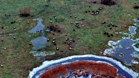 Aerial shot of bird flock over frozen wetlands in winter landscape, wide high angle view