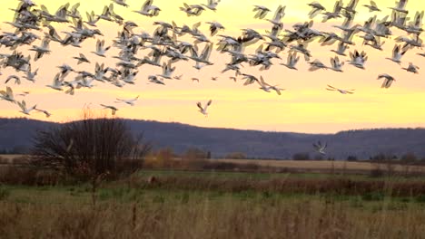 a big group of snow geese fly away during a beautiful orange sunset in canada