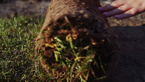 A-roll-of-live,-ready-to-plant-lawn-rolls-towards-the-camera