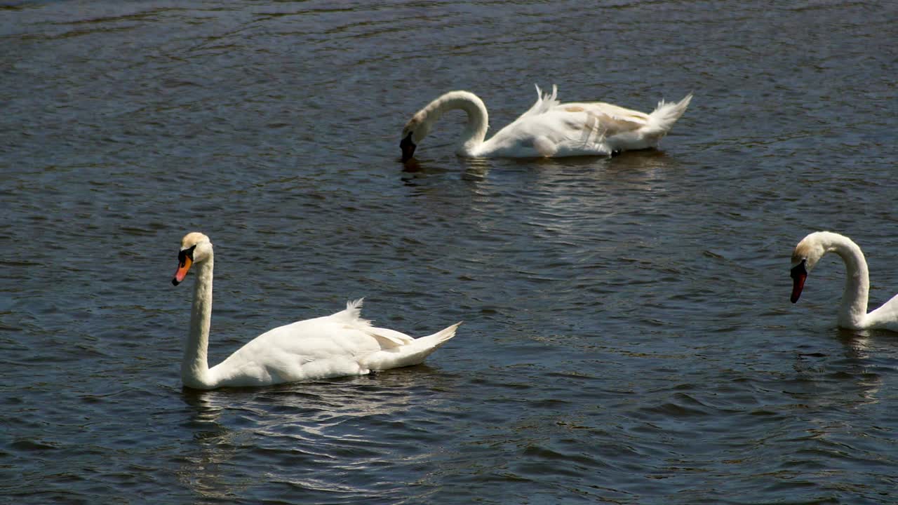 tres cisnes nadando en agua de color gris en cámara lenta
