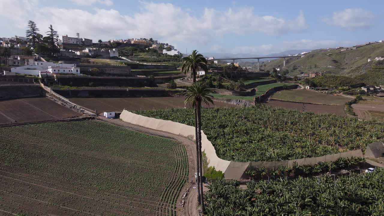 대형 바나나 농장으로 둘러싸인 카나리아 제도에서 가장 높은  ⁇ 나무 위를 여행하는 공중 뷰
