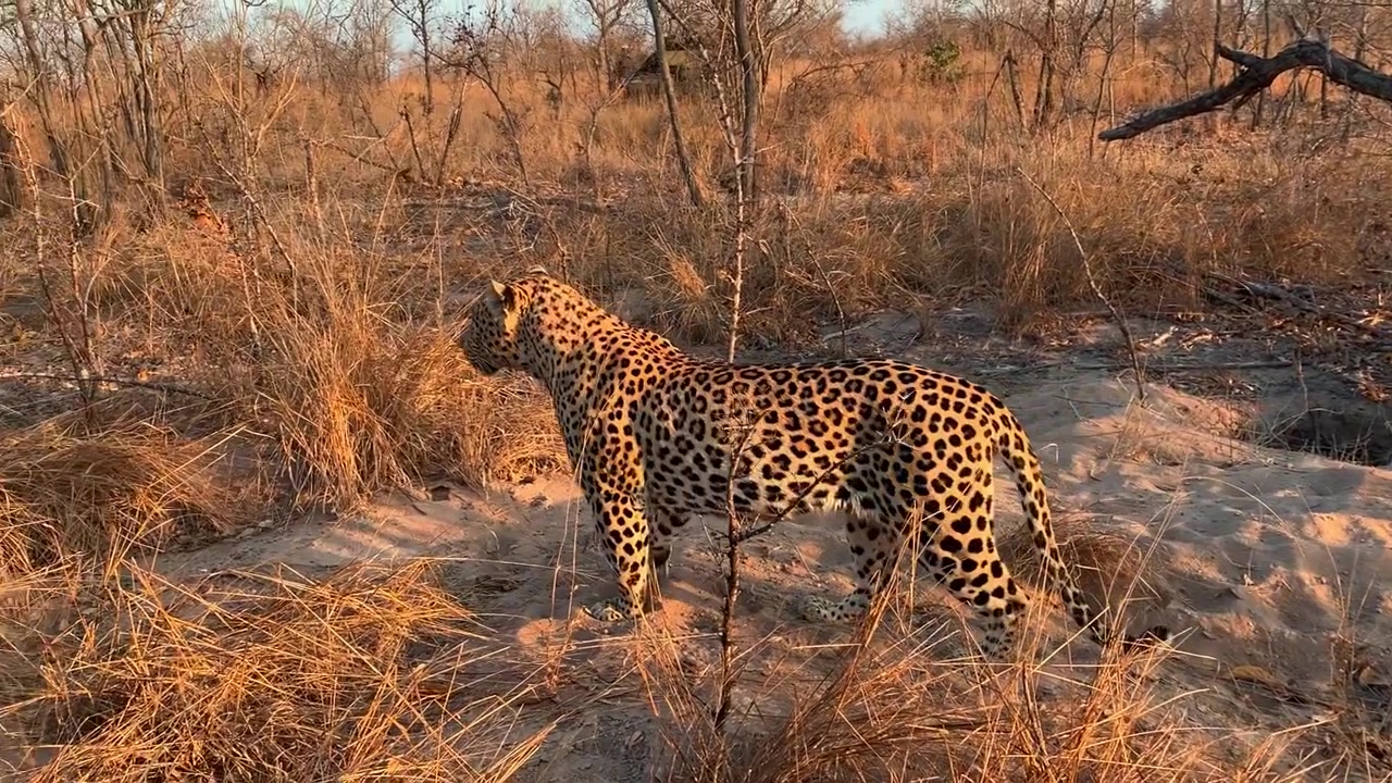 An adult Leopard walks through the dry grass with a safari vehicle in the background in the Greater Kruger National Park.