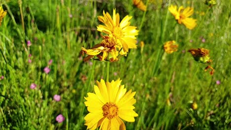 Margarita-De-Flores-Silvestres-De-Color-Amarillo-Brillante-Que-Crece-Alto-En-El-Campo-De-Hierba-Con-Abejas-Y-Mariposas-Alrededor-De-Los-Acantilados-De-Moluti-De-Arenisca-De-Camelroc