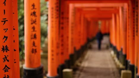 person walking through vibrant orange torii gates