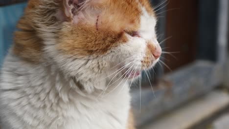 orange and white cat profile view