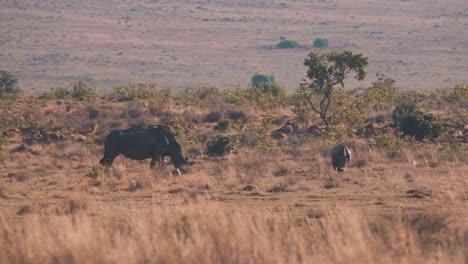 madre rinoceronte pastando con un ternero en la llanura de la sabana africana