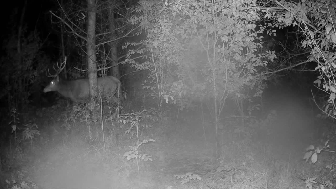 은 사 (cervus elaphus) 이 밤에 숲에 숨어 있습니다.