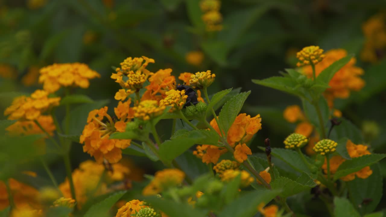 Coleottero nero e giallo che striscia attorno a un fiore di lantana giallo, esplorando e ispezionando i petali su uno sfondo denso di foglie verdi e fiori a Lima, Perù