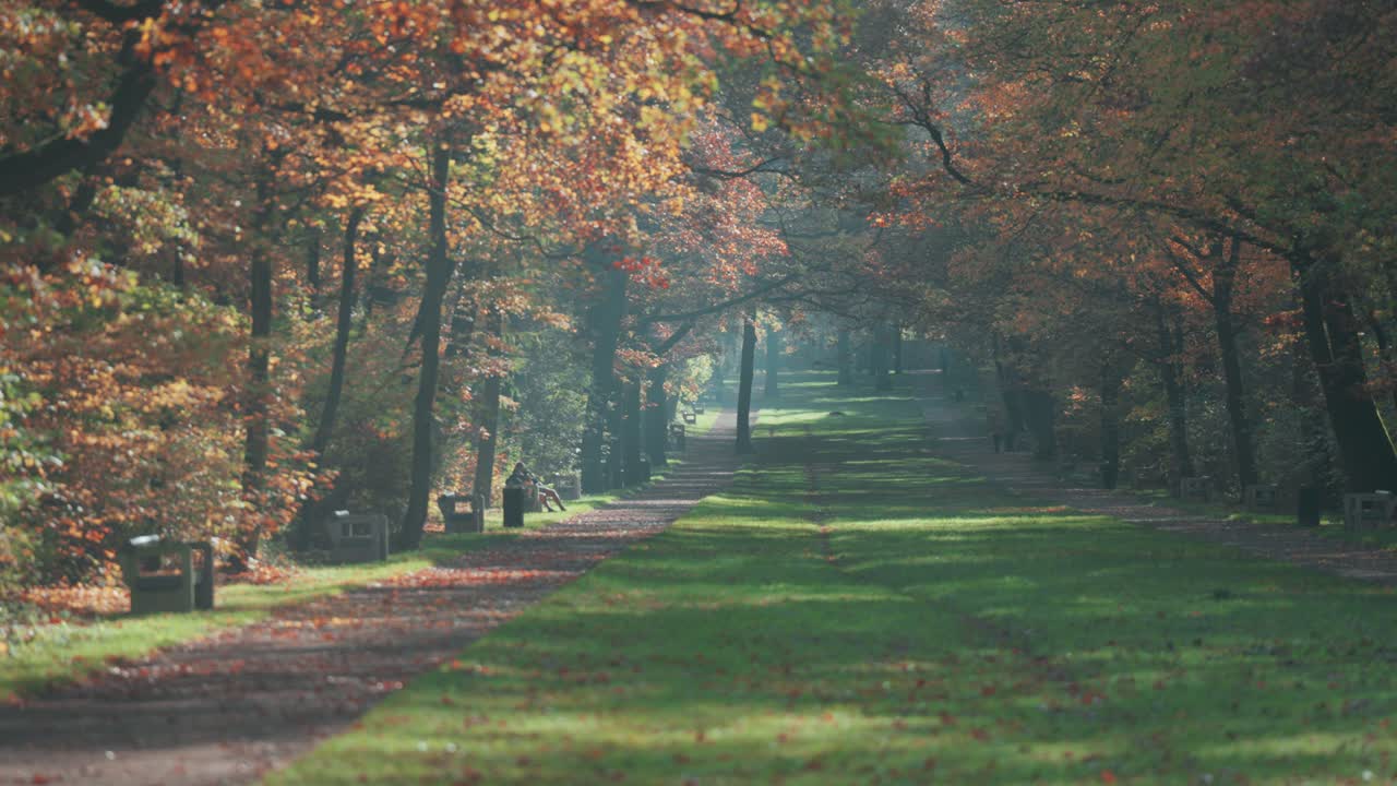 A wide grassy lane runs through a forested city park, edged with tall oak and conifer trees in fall. Parallax video.