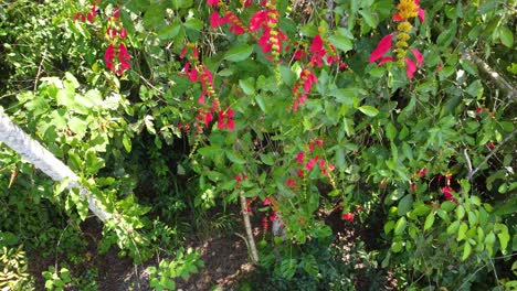 Descending-Shot-From-Above-Past-Tropical-Trees-With-Red-Flowers-In-Minca,-Colombia