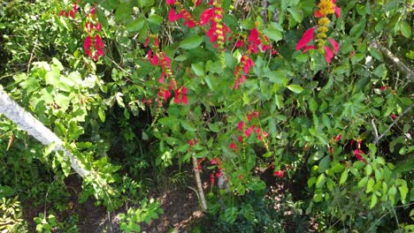 descendiendo disparado desde arriba más allá de los árboles tropicales con flores rojas en minca, colombia