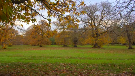 green lawn surrounded with golden autumn trees in the city park