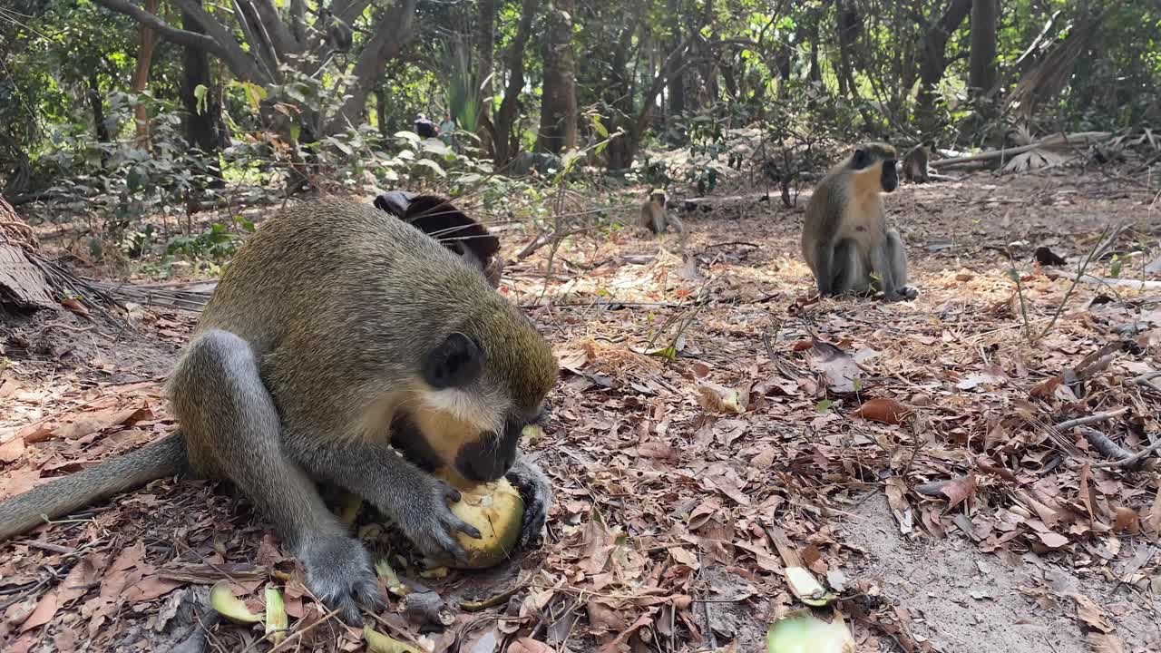 monos de terciopelo verde comiendo y jugando en el parque forestal de bijilo en gambia