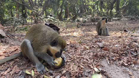 green velvet monkeys eating and playing in the bijilo forest park in gambia