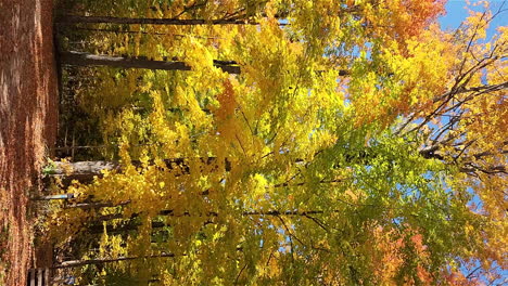 beautiful varied colour leaves on trees in fall nature