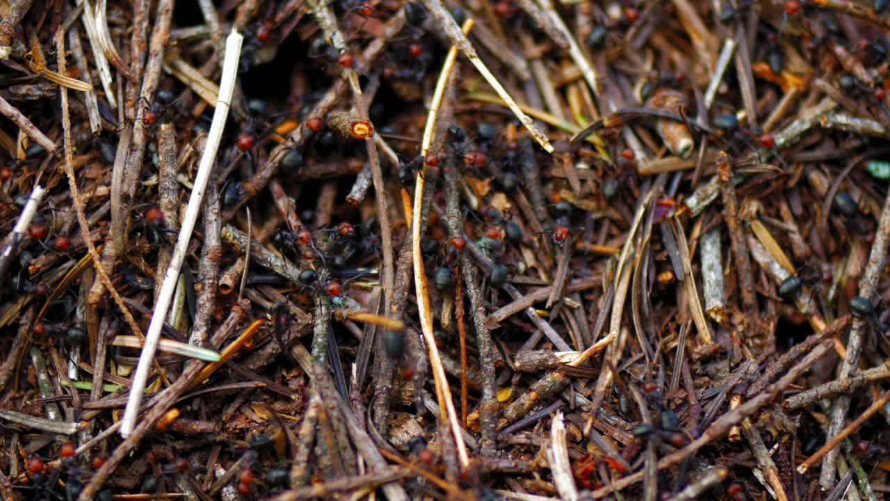 Top Down Ants crawl on a hill.