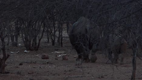 Seltenes-Spitzmaulnashorn-Und-Baby-Gehen-Durch-Den-Busch-In-Namibia-1