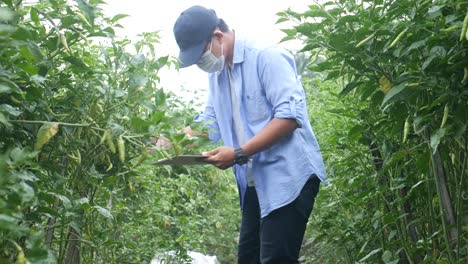 asian youth farmer checking chili on an organic farm for harvest to market