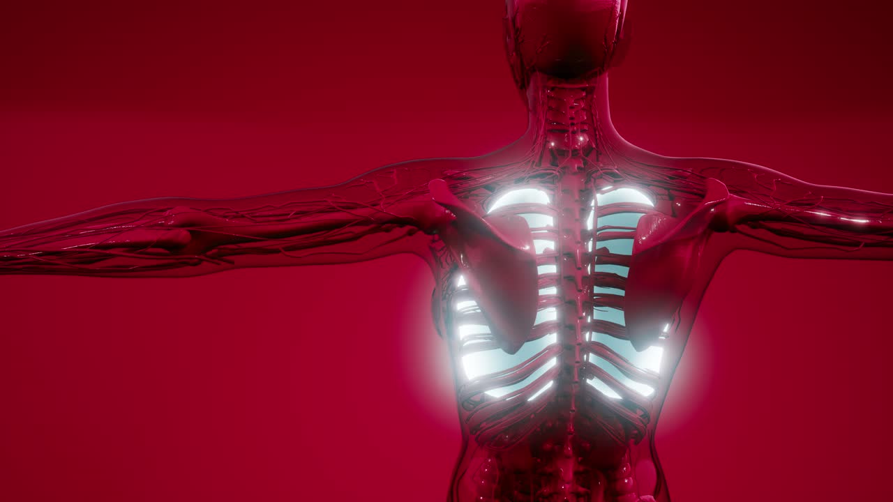 examen radiológico de los pulmones humanos