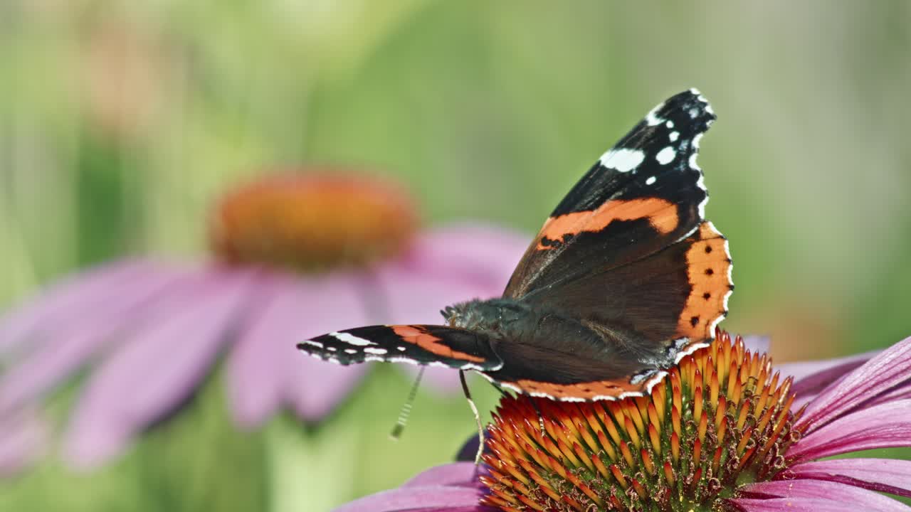 Una farfalla Vanessa atalanta impollina un fiore di Echinacea in piena fioritura