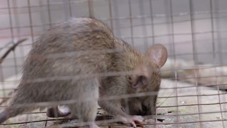 small-house-rat-trapped-in-a-rat-cage-and-trying-to-escape-by-digging