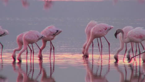 wunderschönes filmmaterial von rosa flamingos im frühen morgenlicht auf dem nakuru-see in kenia 12
