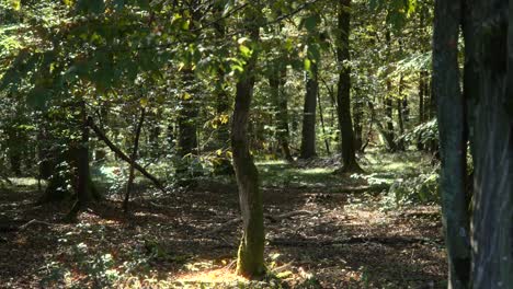 bosque denso, rayos de luz solar brillan dosel, vegetación oxígeno que produce aire fresco