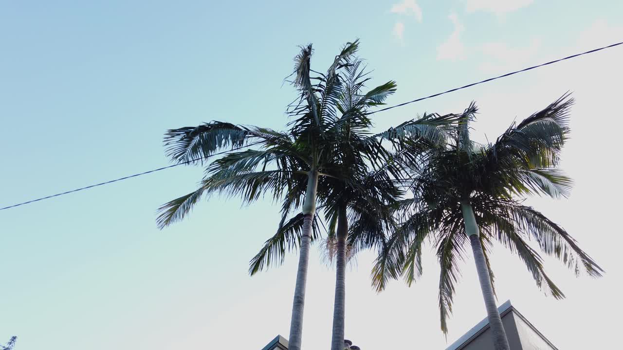 여우꼬리 야자수와 밝은 푸른 하늘을 배경으로 한 전선, slowmo