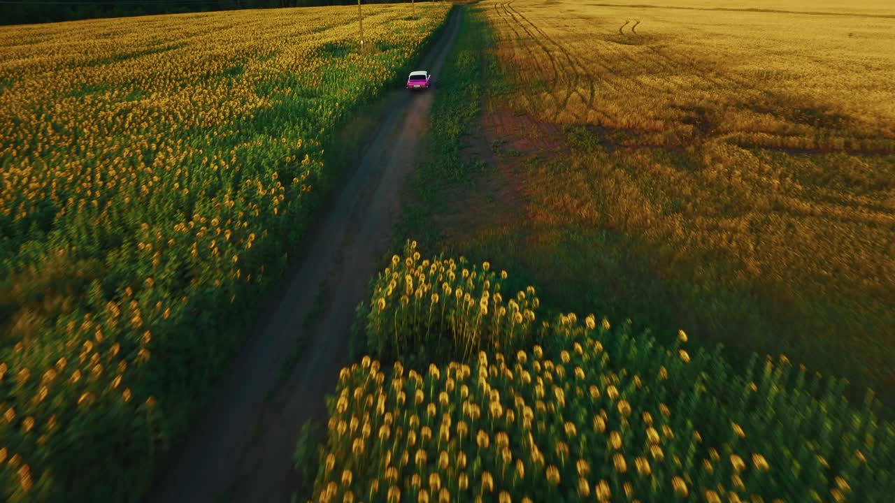 Pink Car on a Country Road Through a Sunflower Field