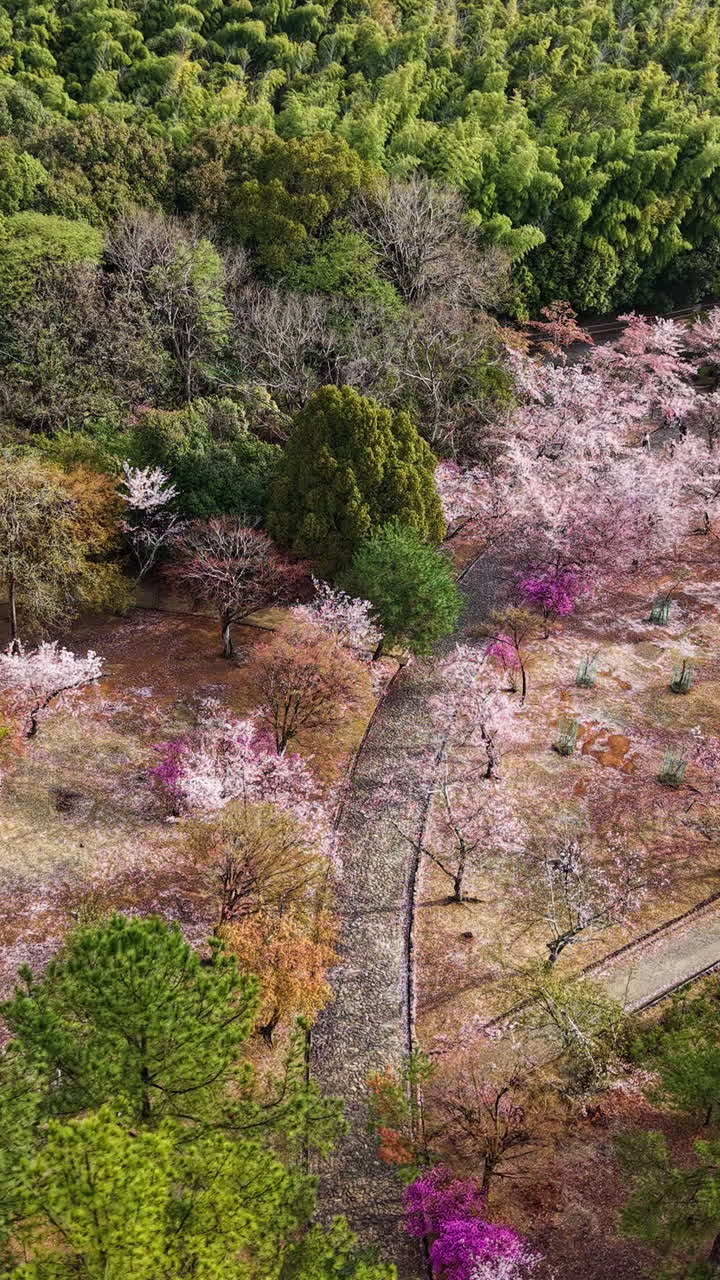 Aerial drone view of the cherry blossom trees in the Arashiyama district in Kyoto Japan in daylight