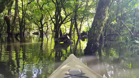 front of kayak exploring a dense mangrove ecosystem of trees in placid water in natural wilderness of remote tropical island of pohnpei, federated states of micronesia