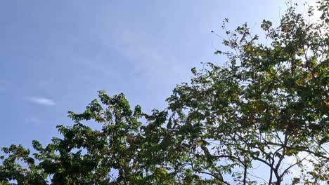 bright sunlight shines through the branches of trees against a clear blue sky.