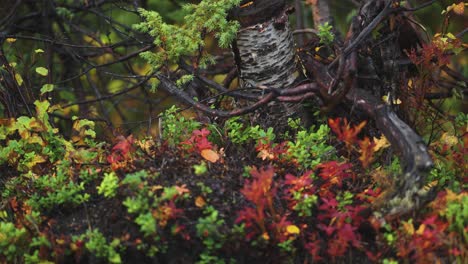 a tangle of dark roots and twisted branches surrounded by brightly-colored undergrowth on the autumn forest floor