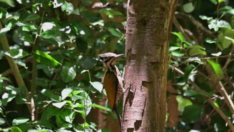 un individuo femenino visto en el lado de este árbol podrido muerto picoteando y mirando hacia la cámara y luego vuela lejos, flameback común dinopium javanense, tailandia
