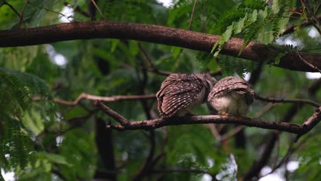 One-on-the-left-grooms-the-one-on-the-right-multiple-times,-Spotted-Owlet-Athene-brama,-Thailand