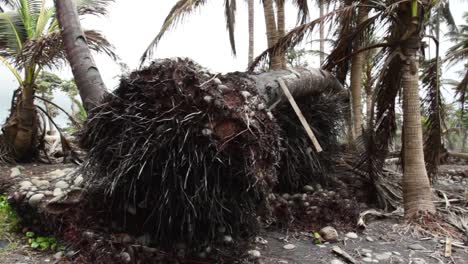 Toppled-Palm-trees-on-beach-destroyed-by-Hurricane-in-the-Caribbean