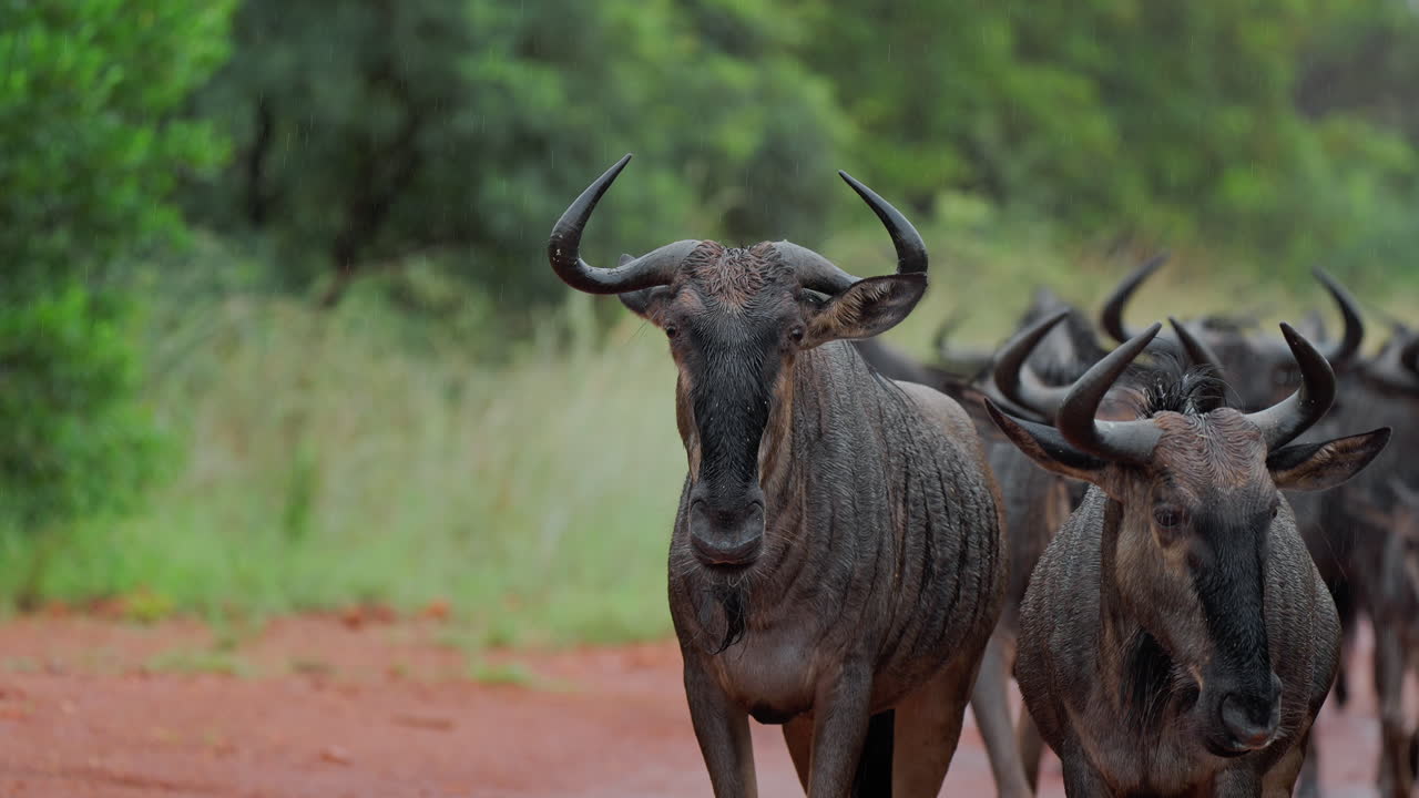 Wildebeest Herd in the Rain