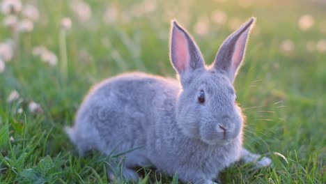 video frame, small gray bunny in green grass. cute rabbit