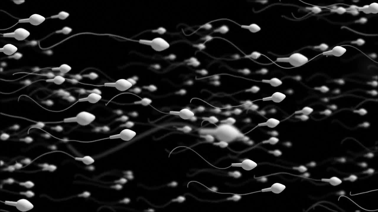 Óvulo en movimiento siendo fertilizado por espermatozoides.