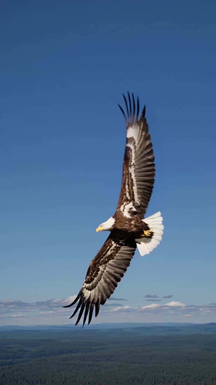 Aerial video capturing a bald eagle soaring over vast forests, shot from a side angle