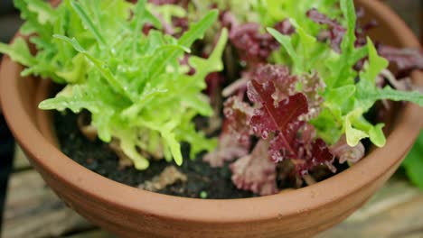 Tracking-Over-Lettuce-Plants