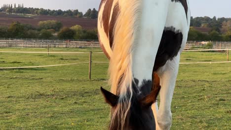 Up-close-shot-of-Horse-during-golden-hour-in-Rugby,-Warwickshire-in-United-Kingdom